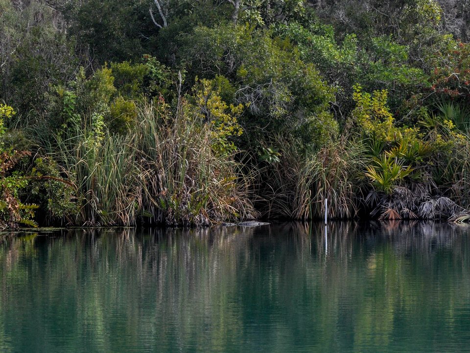 American alligator in spring water among native vegetation at Little Salt Spring in North Port