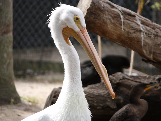 American white pelican at the wildlife center in Ponce de Leon Park, Punta Gorda